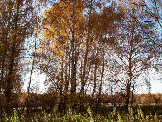 34630 (a): :1024x768